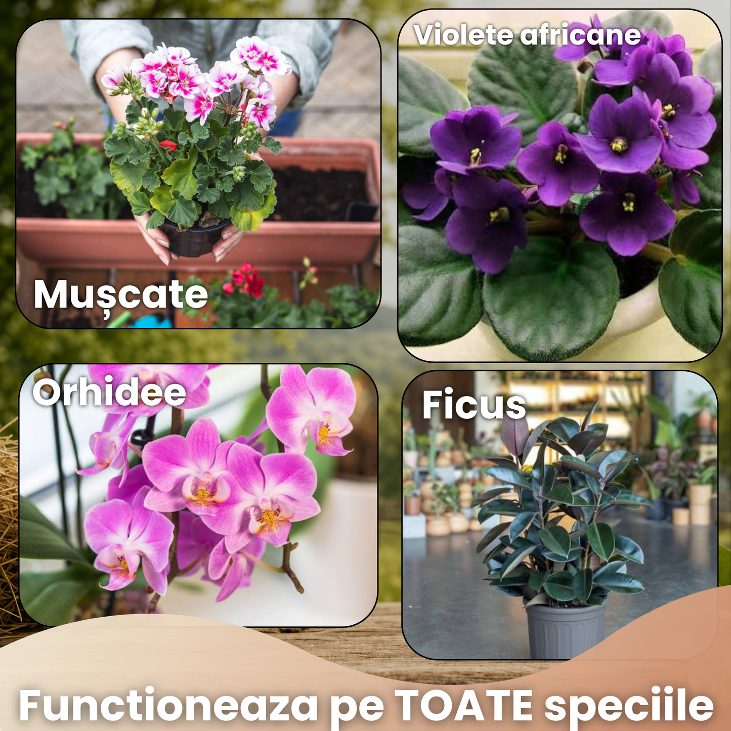 NutriGo™ - Granulele Naturale de Înrădăcinare