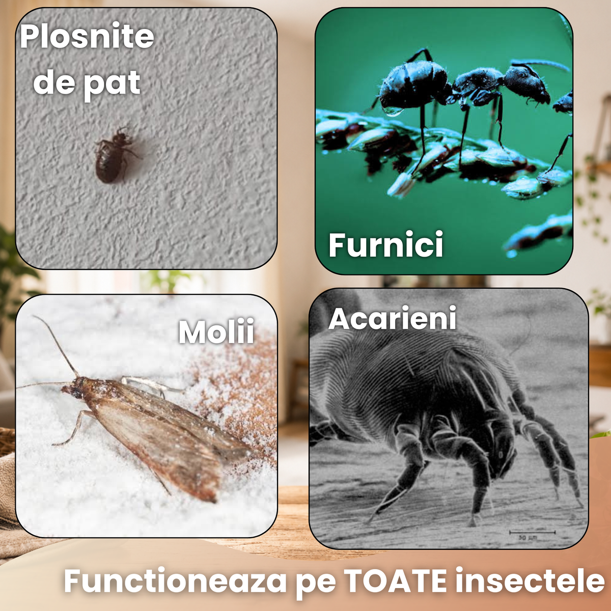 Acaricid™ - Insecticidul Anti-Acarieni și Anti-Ploșnițe
